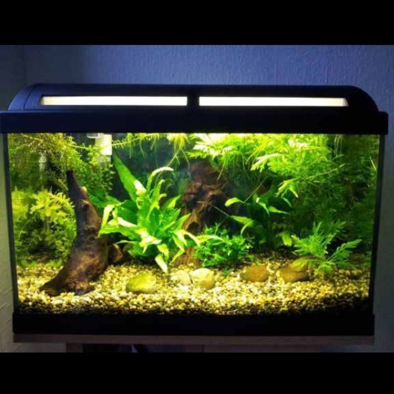 Fishtanks are life