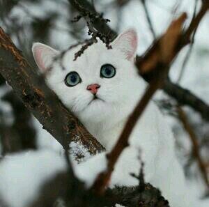 A beautiful she cat with a white fur. Mom Rosethorn Dad Lightning. {Days old 1}
