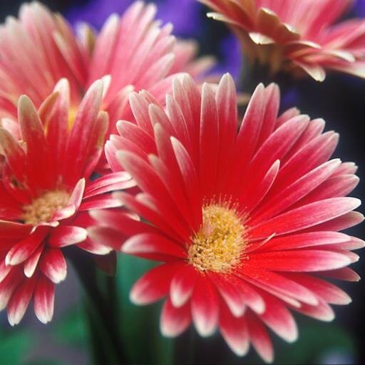 harakapolepole's profile picture. 一日一日を丁寧に過ごしていく