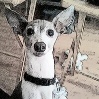 Elena Dennison (@elenadennison) 's Twitter Profile