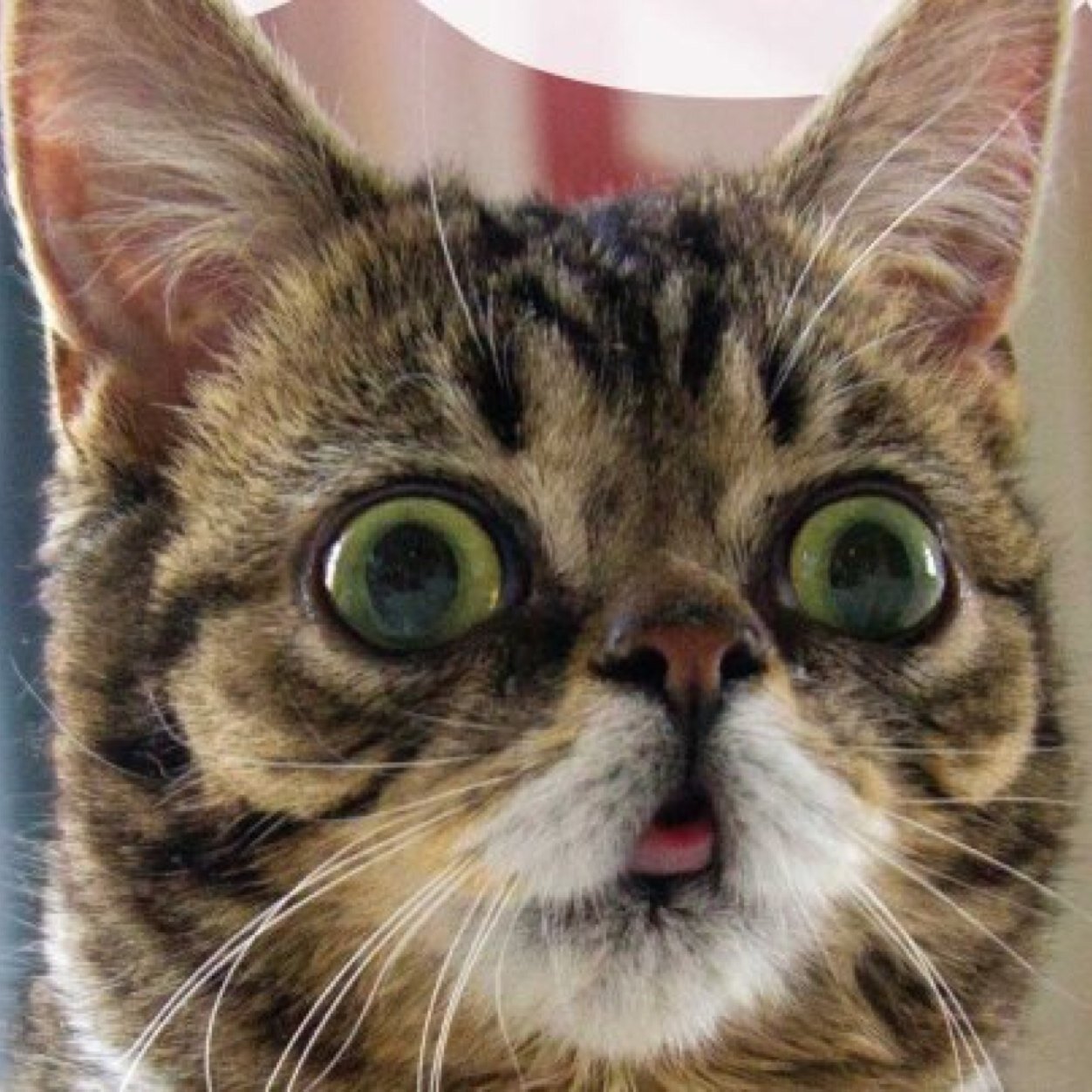 Cats are the funniest marmals in the eastt coste
4.20.14. San Diego. Best Coast. Nest.