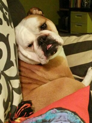 bulldogweddings's profile picture. 