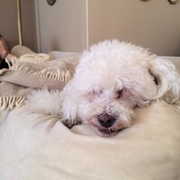 essy (@essytrevez1) Twitter profile photo