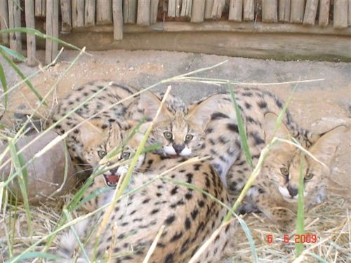 Moholoholo Animal Rehab Center  has become a haven for the rehabilitation and care of abandoned, injured and poisoned wildlife