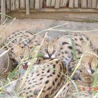 Moholoholo Animal (@moholorehab) 's Twitter Profile