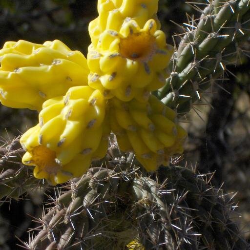 11875er's profile picture. Metta/Lotus