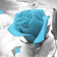 havvanur278's profile picture. 