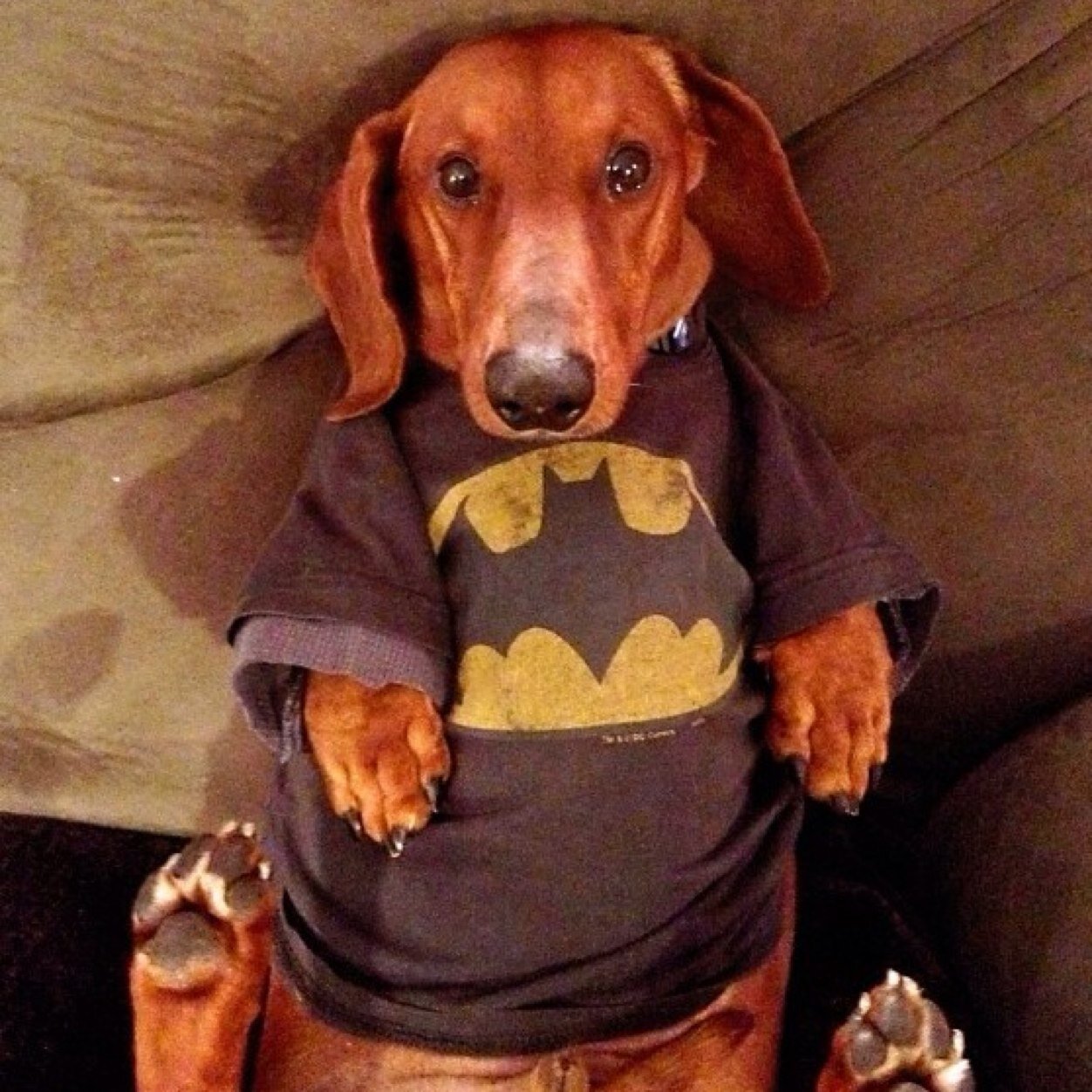 josephmaiorana's profile picture. runner, librarian, economic developer and optimist. --- An open foe may prove a curse, but a pretended friend is even worse.