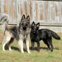 Deb Frank - @laffingwolf - Twitter