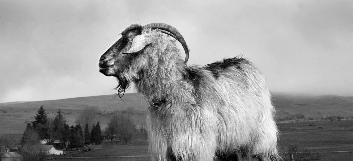 Acedzor's profile picture. Aced, mais inutil q protesto no brasil.