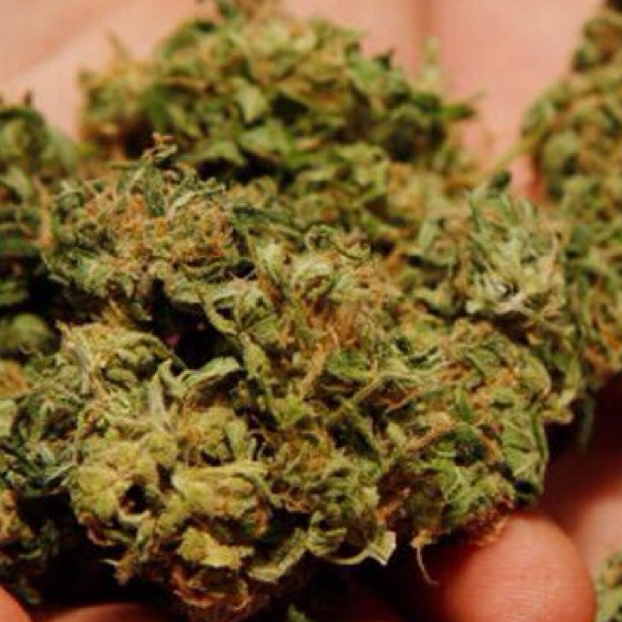 Old account deleted #KeepBlazing If you blaze then follow me and if you don't blaze, follow me anyway. Im Back bitches!!!!