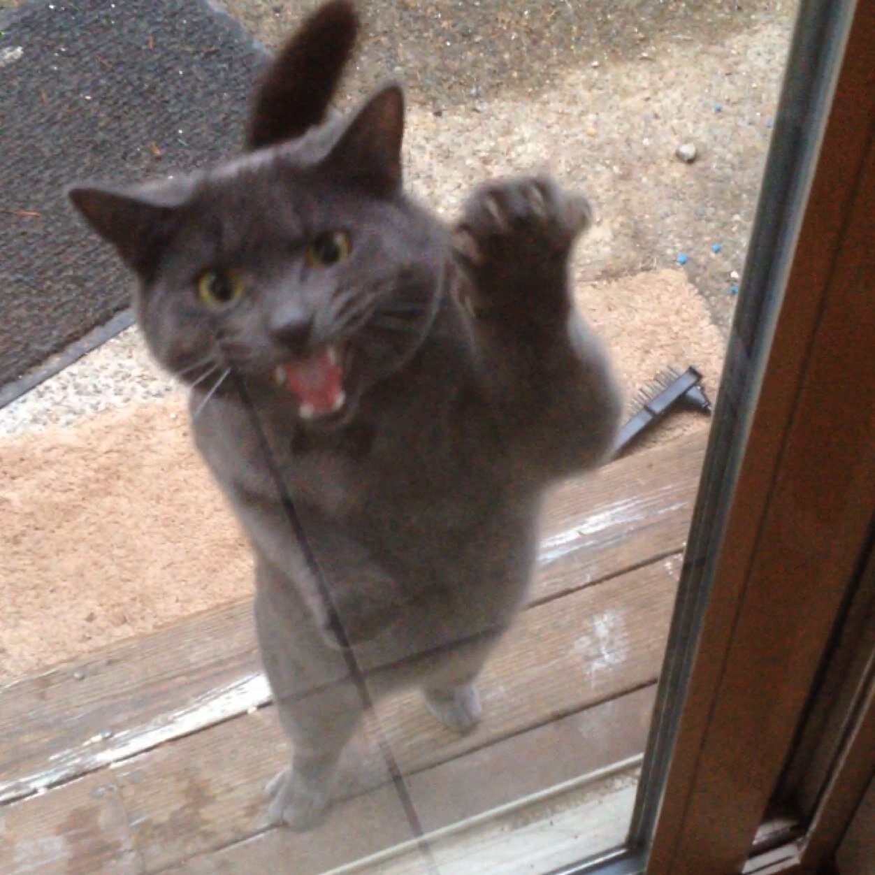 ColeIsOG's profile picture. @tha_babyeskimo is my nigga