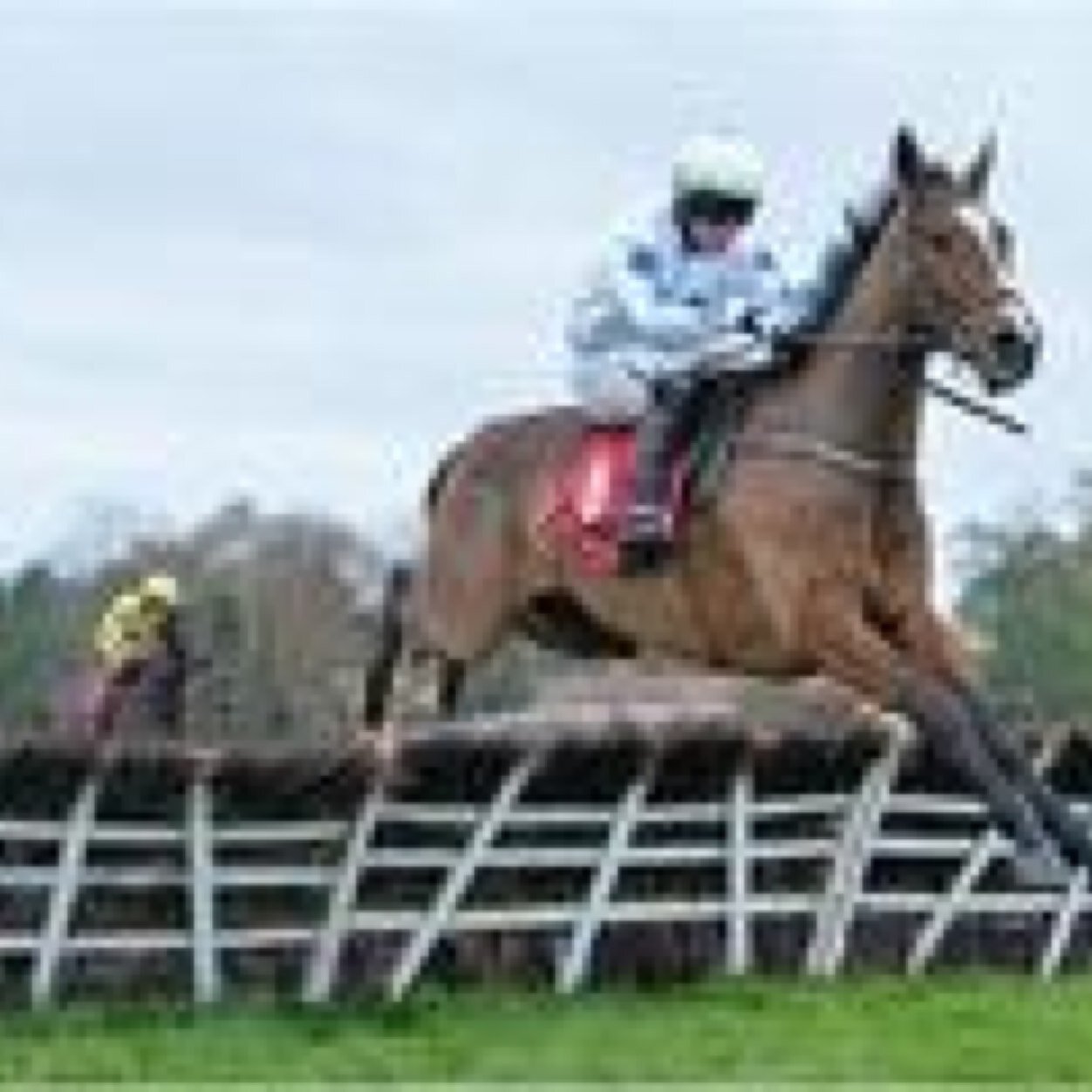 Rebel Lady, keen on Horse Racing and GAA...Naomh Abán Abú!