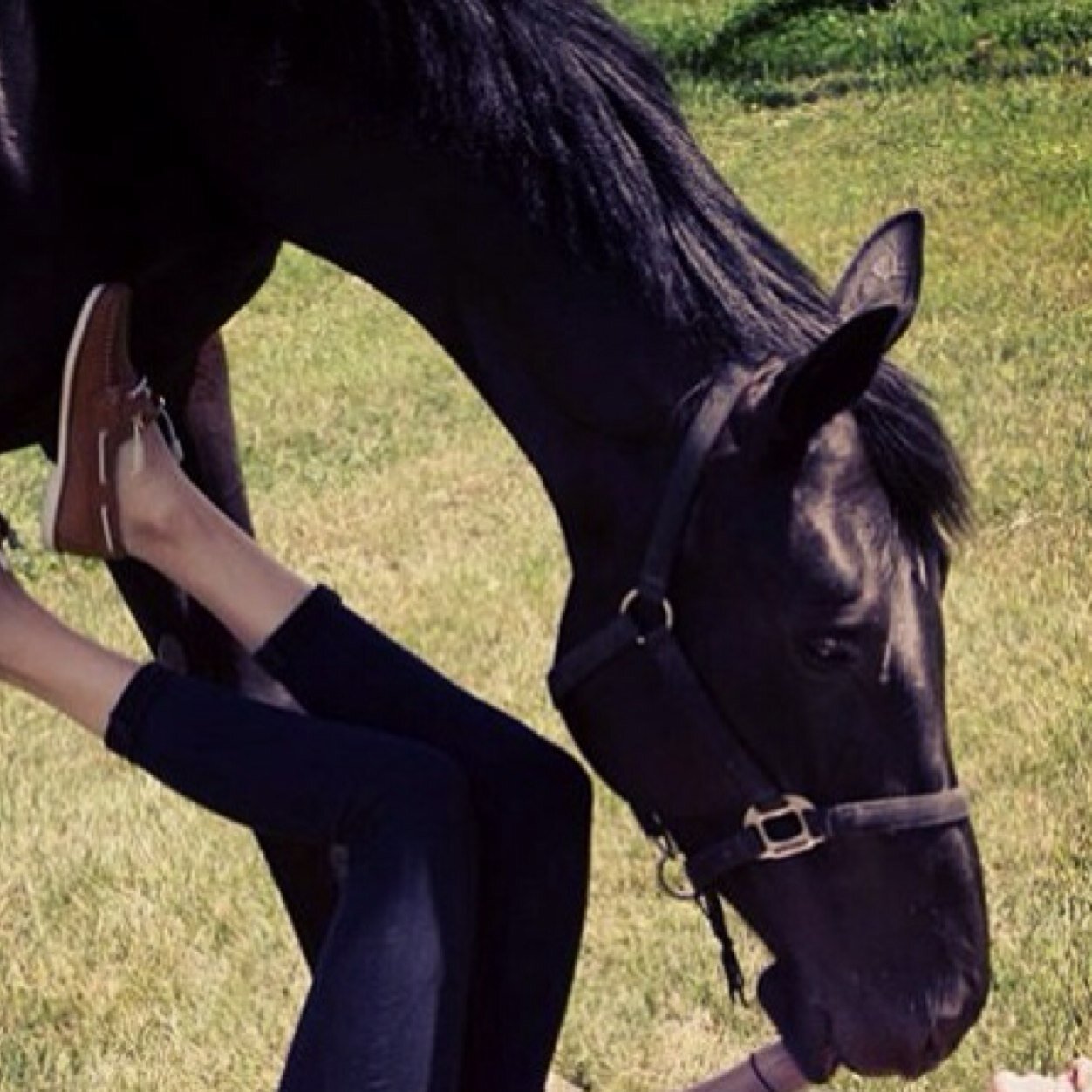 hunterjumperlif's profile picture. Zone 6