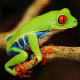 Pagina de Reptiles y Anfibios Online