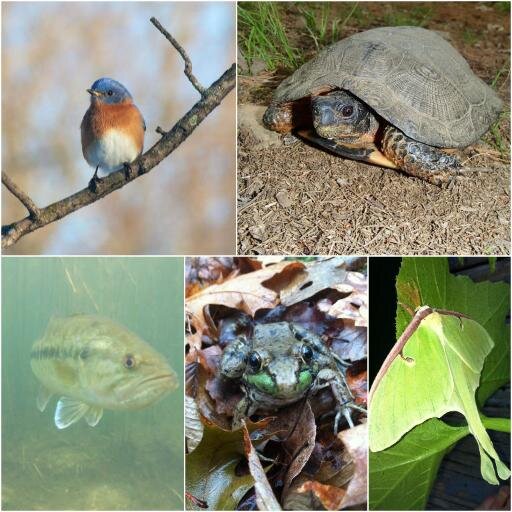 Keeping common species common Official Twitter of the CT State Wildlife Action Plan Posting updates on latest Wildlife Research and CT SWAP revision process