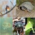 CT Wildlife (@ct_swap) Twitter profile photo