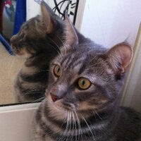 Wilber Kitty Cat (@wilberkittycat) 's Twitter Profile