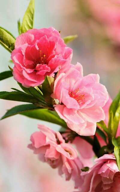 PonsArbona's profile picture. 