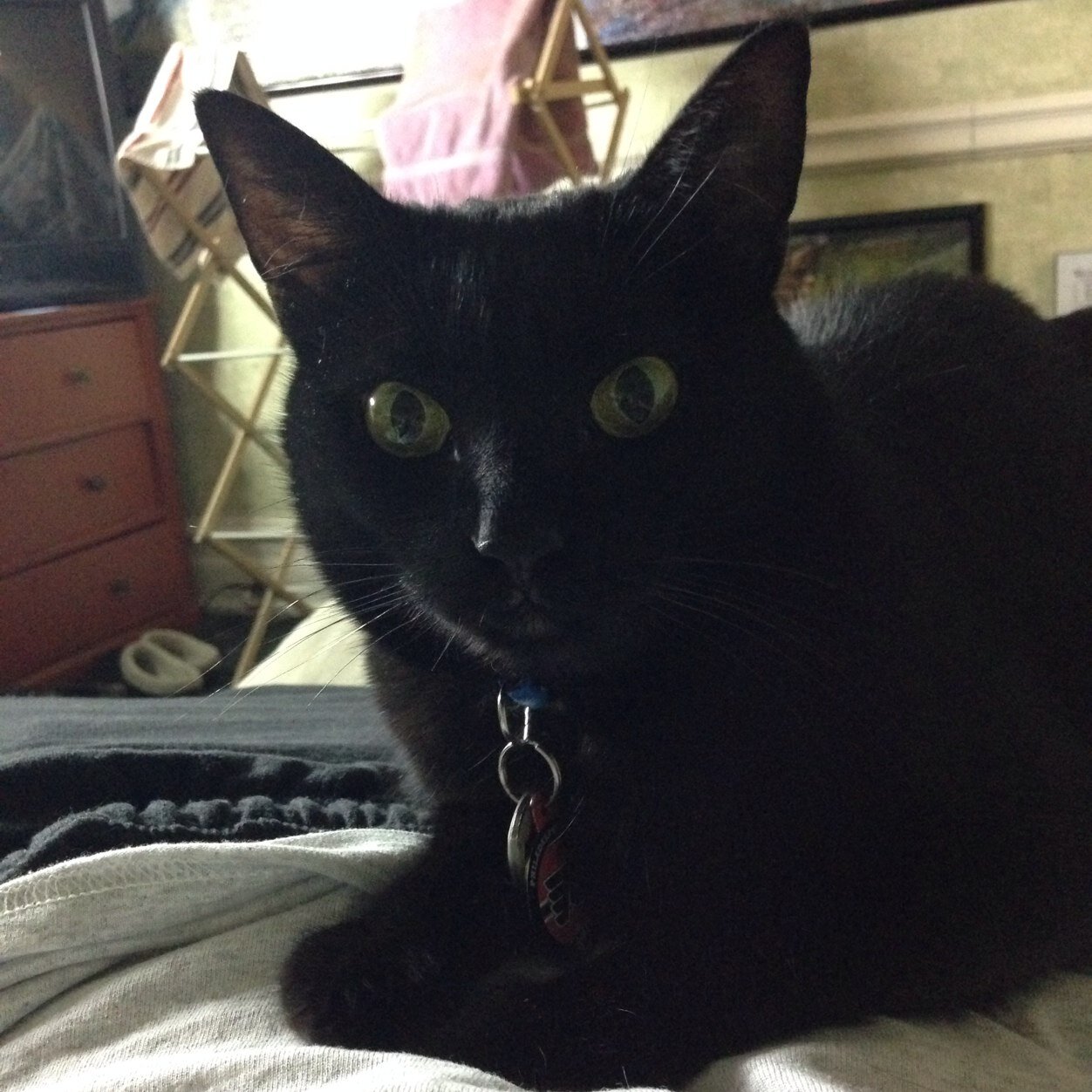 FlyersFiddler's profile picture. She/Her
BCBA, LBS
Fiddler
Cat Mom
Bundle of Anxiety