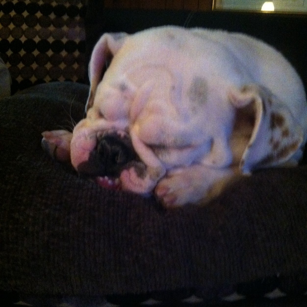 spongebob32907's profile picture. wealth developer, historical bond addict and philanthropist (sp) hoping i meet same to pay it forward together!!