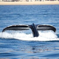 Baja Whale Watching (@bajawhales) 's Twitter Profile Photo Baja Whale Watching (@bajawhales) 's Twitter Profile Photo