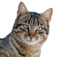 jesuswaltzing's profile picture. Perspectives