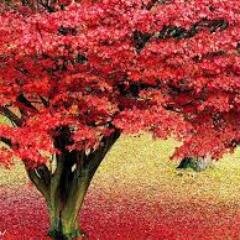 miana2014's profile picture. green world lover