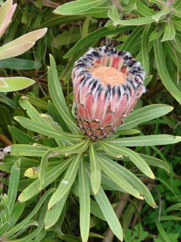 fibroflr's profile picture. An automated feed of Fibromyalgia health news and well-being. Reach out to my personal Twitter @AmyWHiggins