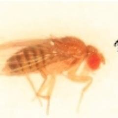 Our lab studies sleep and circadian rhythms in flies, mice, and humans