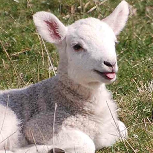 Help Support the Preferential Treatment for Lambs Act - Baby Lambs from the Meadow Deserve to have the highest of Treatment in America #PTLA