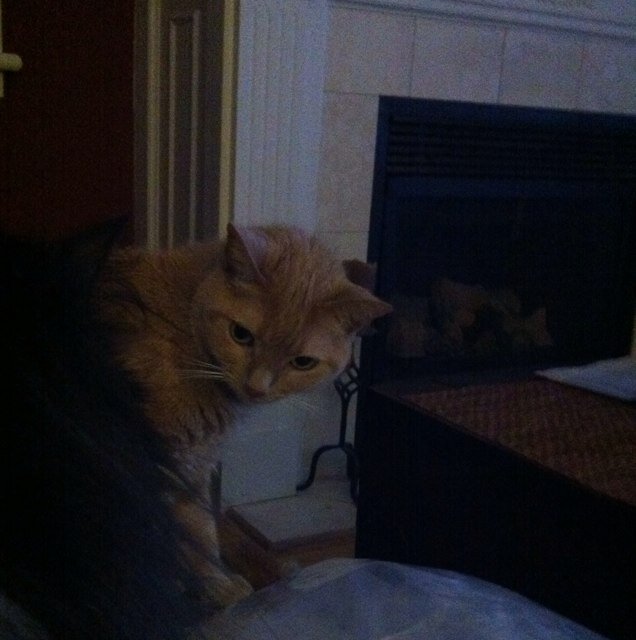 adrienne_franks's profile picture. 