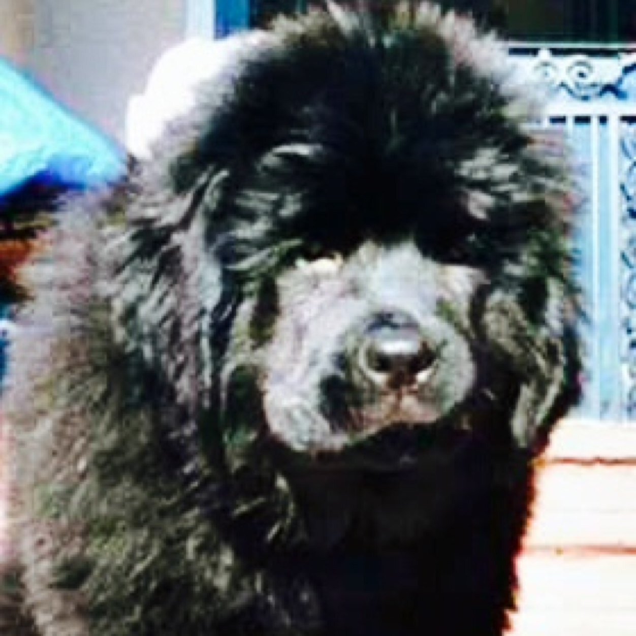 TheNLObserver's profile picture. Honest observer and ferocious advocate of Newfoundland & Labrador. Honest, Humorous & Objective.