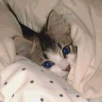 التغريدة الجميلة (@sightly_tweet) 's Twitter Profile