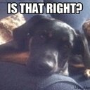 Noah Engel - @Noah_Engel - Twitter