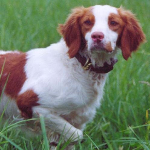 Bob's Britts - Mt. Washington, Kentucky - Hunting Dogs