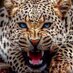 LeopardLady (@atlleopardlady) Twitter profile photo