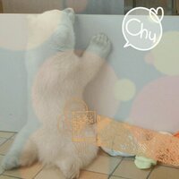 らぴ (@bkchoco) 's Twitter Profile