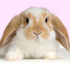 farizuld's profile picture. saya..cute teddy..