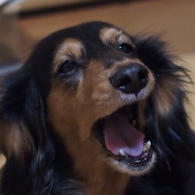 千葉シンヂ