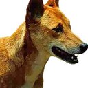 Diane Forsyth - @dingoseatcovers - Twitter