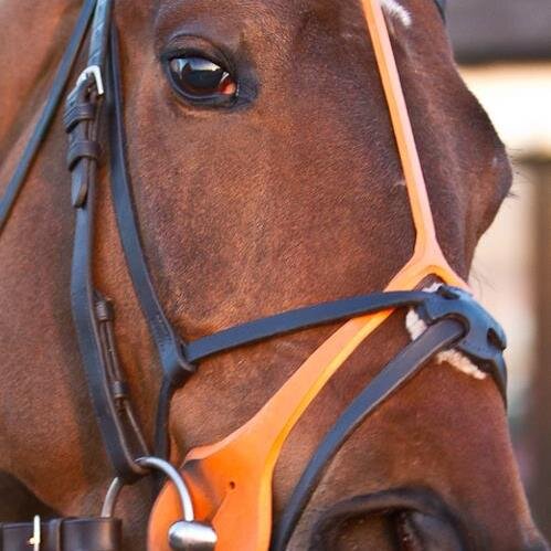 NH racing nut, keen follower of The Seven Barrows team