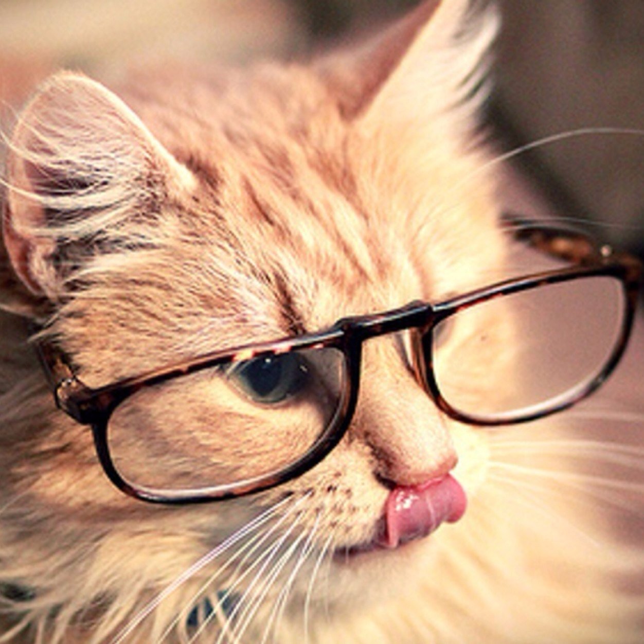 signlanguaged's profile picture. 