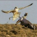 mashal__a (@009824155) Twitter