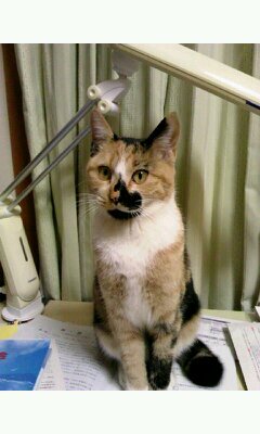 梅シャン