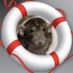 A 501(c)(3) animal rescue based in Albuquerque, NM. We specialize in rodents and have rescued over 700 since 2010.