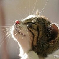 tomaxixi (@tomaxixi) 's Twitter Profile