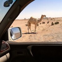 ابو انس (@saud20005) 's Twitter Profile