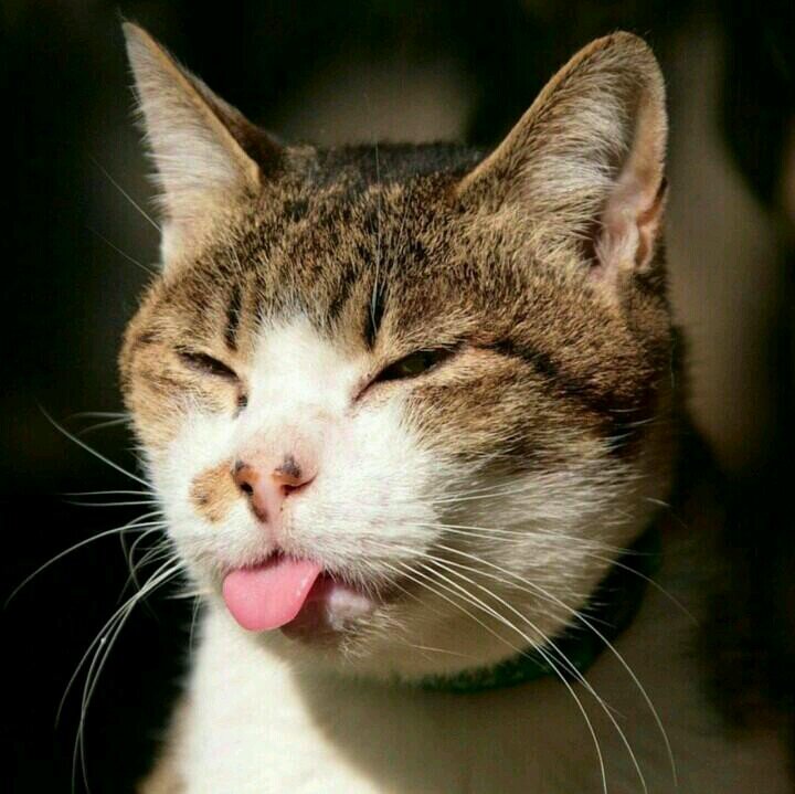 meseLf5's profile picture. 