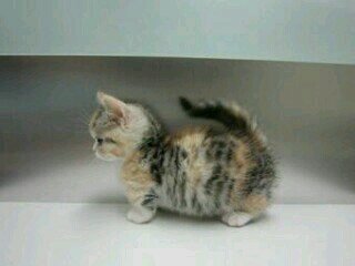 A 0 days old she-kit. Lonely